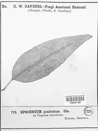 Epochnium quadratum image